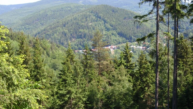 Greenpeace hrozí žalobou kvůli kácení stromů v Krušných horách